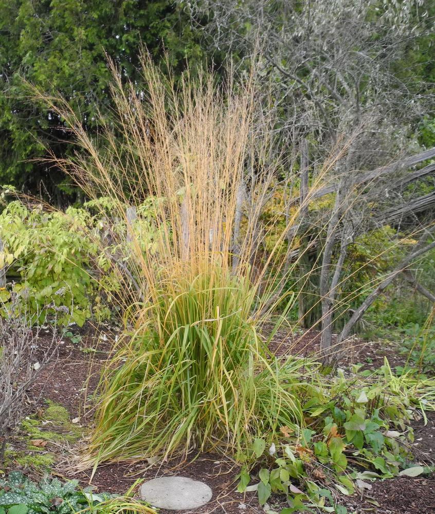 Photo of Purple Moor Grass (Molinia caerulea 'Skyracer') uploaded by Vals_Garden