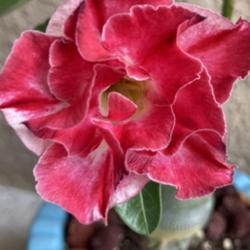 Location: My garden in Tampa, Florida
Date: 2023-10-01
Bloom of my grafted desert rose.