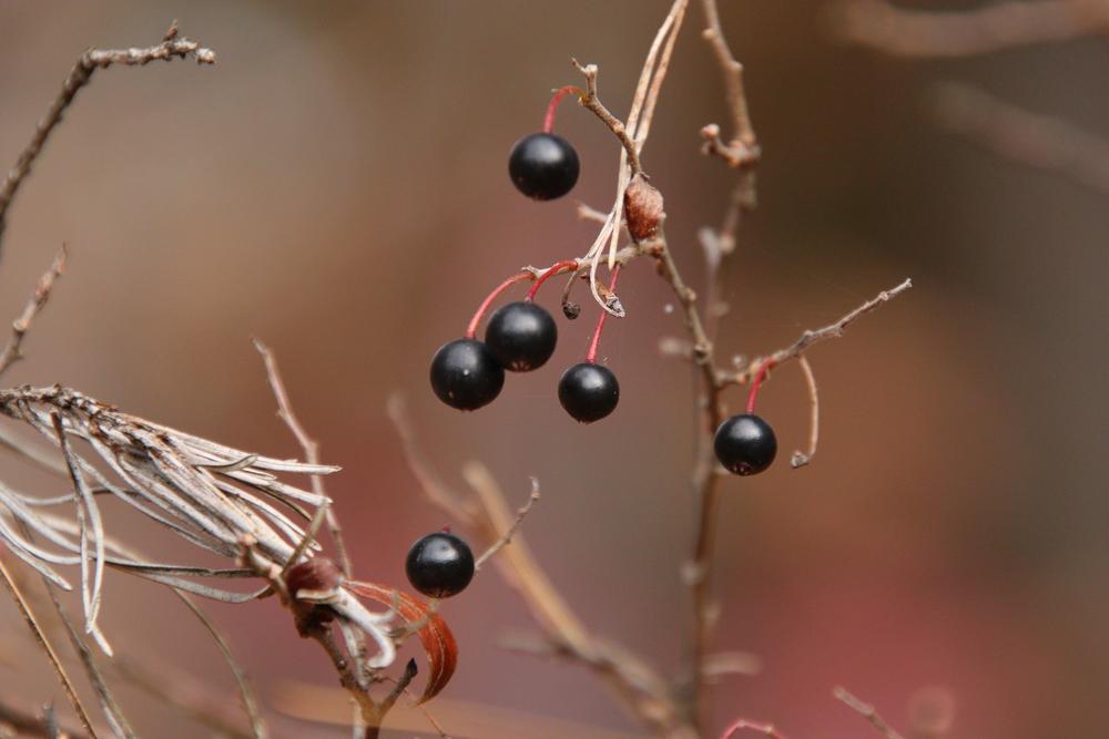 Photo of Farkleberry (Vaccinium arboreum) uploaded by LoriMT