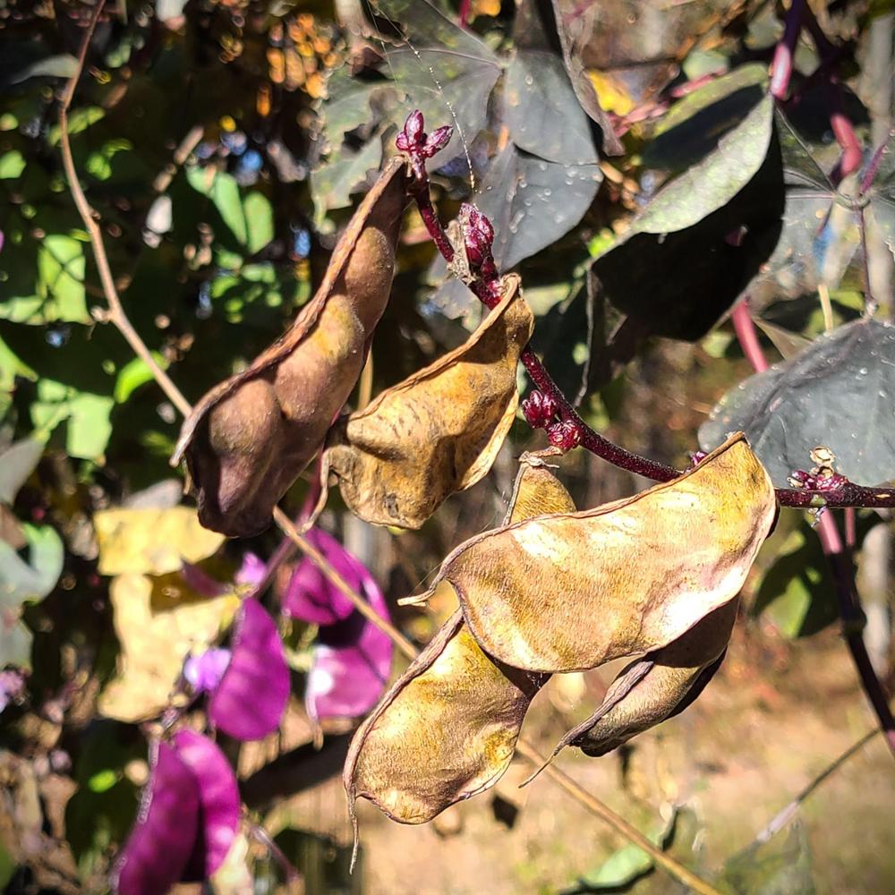 Photo of Hyacinth Bean (Lablab purpureus 'Ruby Moon') uploaded by LoriMT