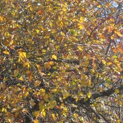 Location: Morton Arboretum in Lisle, Illinois
Date: 2023-10-24
foliage in fall color