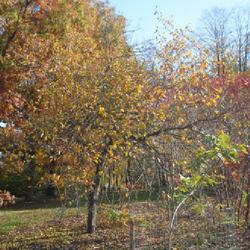 Location: Morton Arboretum in Lisle, Illinois
Date: 2023-10-24
a mature specimen in the Midwest Collection in fall color