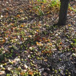 Location: Morton Arboretum in Lisle, Illinois
Date: 2023-10-24
fallen yellowish-green crabapple fruit