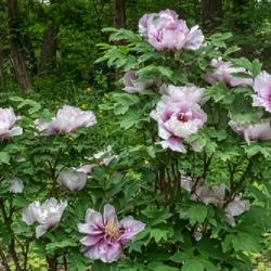 Location: European-American tree peony bed, W E Upjohn Peony Garden, Nichols Arboretum, Ann Arbor
Date: 2018-05-26
This plant is one of the tallest of all the 150+ tree peony plant