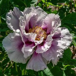 Location: European-American tree peony bed, W E Upjohn Peony Garden, Nichols Arboretum, Ann Arbor
Date: 2018-05-24
There's a dynamic quality to the blooms, as though the petals are
