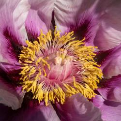 Location: European-American tree peony bed, W E Upjohn Peony Garden, Nichols Arboretum, Ann Arbor
Date: 2018-05-23
Beauty in details - note how the two-tone coloration of the filam