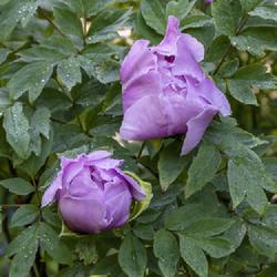 Location: European-American tree peony bed, W E Upjohn Peony Garden, Nichols Arboretum, Ann Arbor
Date: 2019-05-27
Buds in the cool light of early morning, complete with overnight 