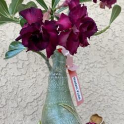 Location: My garden in Tampa, Florida
Date: 2023-11-02
My grafted desert rose, Madam Violet.