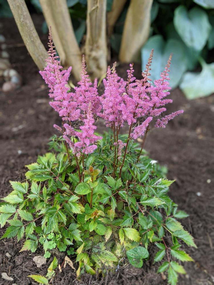 Photo of Chinese Astilbe (Astilbe rubra 'Maggie Daley') uploaded by Mollie670