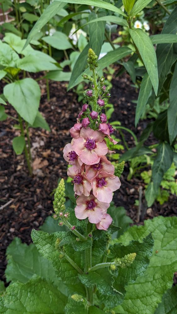 Photo of Ornamental Mullein (Verbascum 'Southern Charm') uploaded by Mollie670