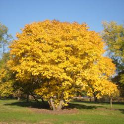 Location: Morton Arboretum in Lisle, Illinois
Date: 2023-10-24
full-grown tree in fall foliage