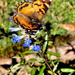 Location: Southern Pines, NC (Boyd House garden)
Date: November 4, 2023
   American Lady (Vanessa virginiensis) nectaring on Blue Sage # 
