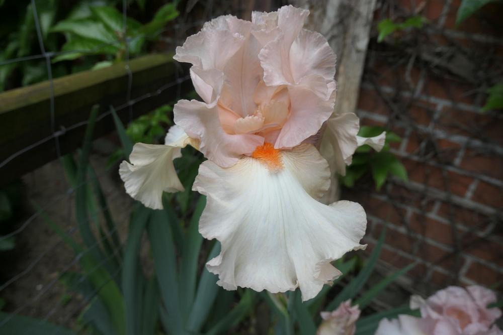 Photo of Tall Bearded Iris (Iris 'Subtilité') uploaded by Caruso