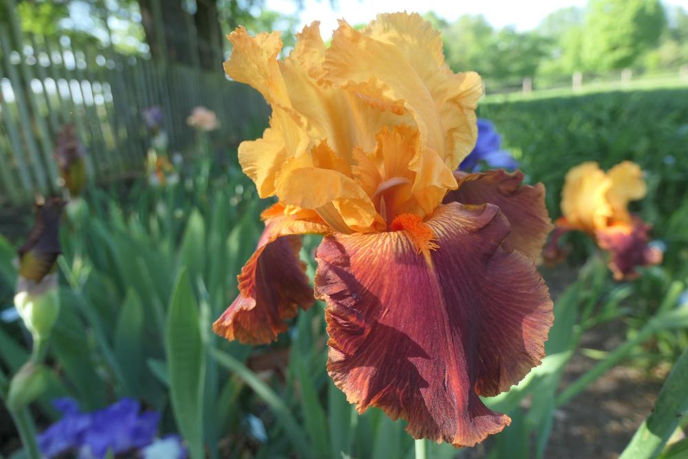 Photo of Tall Bearded Iris (Iris 'Torero') uploaded by Caruso