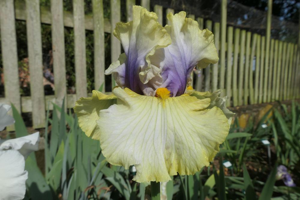 Photo of Tall Bearded Iris (Iris 'Trade Secret') uploaded by Caruso