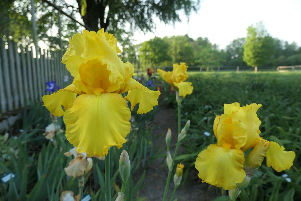 Photo of Tall Bearded Iris (Iris 'Temple Gold') uploaded by Caruso