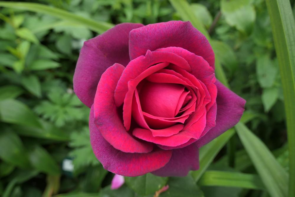 Photo of Rose (Rosa 'Grafin Diana') uploaded by Caruso
