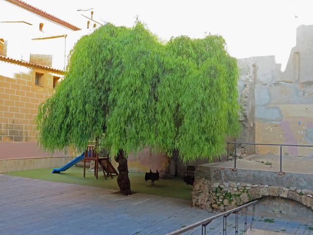 Photo of California Pepper Tree (Schinus molle) uploaded by RuuddeBlock