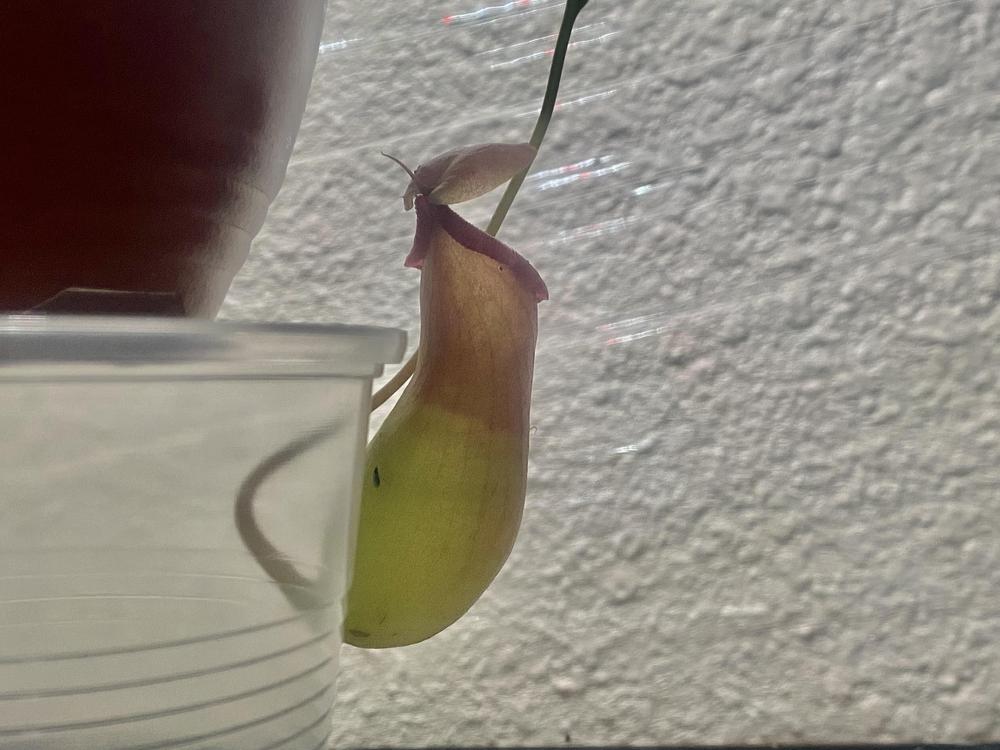 Photo of Pitcher Plant (Nepenthes) uploaded by jnicholes