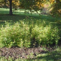 Location: Morton Arboretum in Lisle, Illinois
Date: 2023-10-24
a young planting in the Midwest Collection