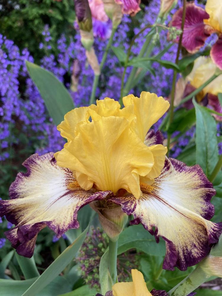 Photo of Tall Bearded Iris (Iris 'High Desert') uploaded by sucrose