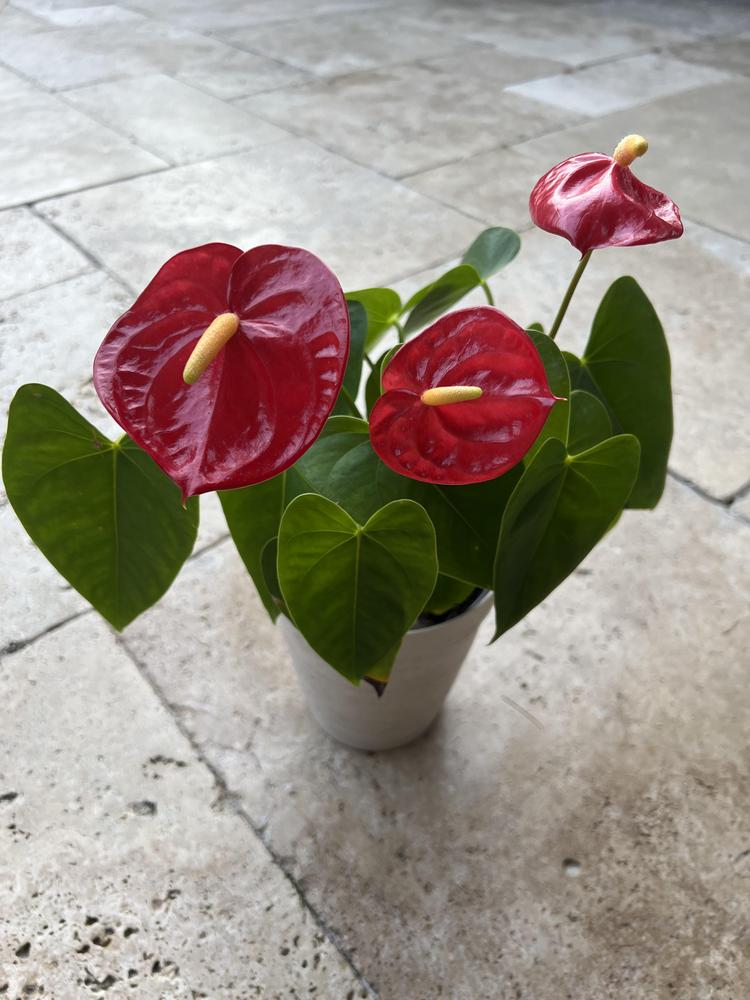 Photo of Anthuriums (Anthurium) uploaded by Floridian