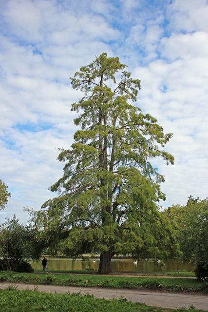 Photo of Bald Cypress (Taxodium distichum) uploaded by RuuddeBlock