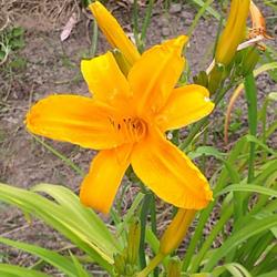 Location: My daylily bed 
Date: 2023-08-04