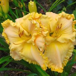 Location: Eagle Bay, New York
Date: 2023-08-21
Daylily (Hemerocallis 'Qing Dynasty') close-up, afternoon sun