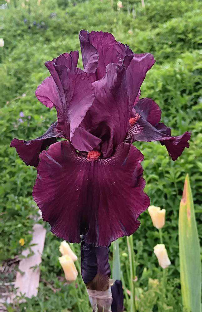 Photo of Tall Bearded Iris (Iris 'Let's Be Brazen') uploaded by LolaTasmania