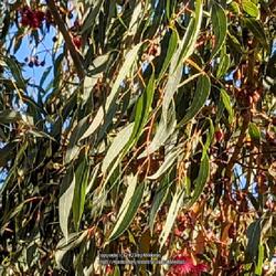 Location: Ramona, CA low foothills 
Date: 2023-11-08
Pendulous lanceolate leaves