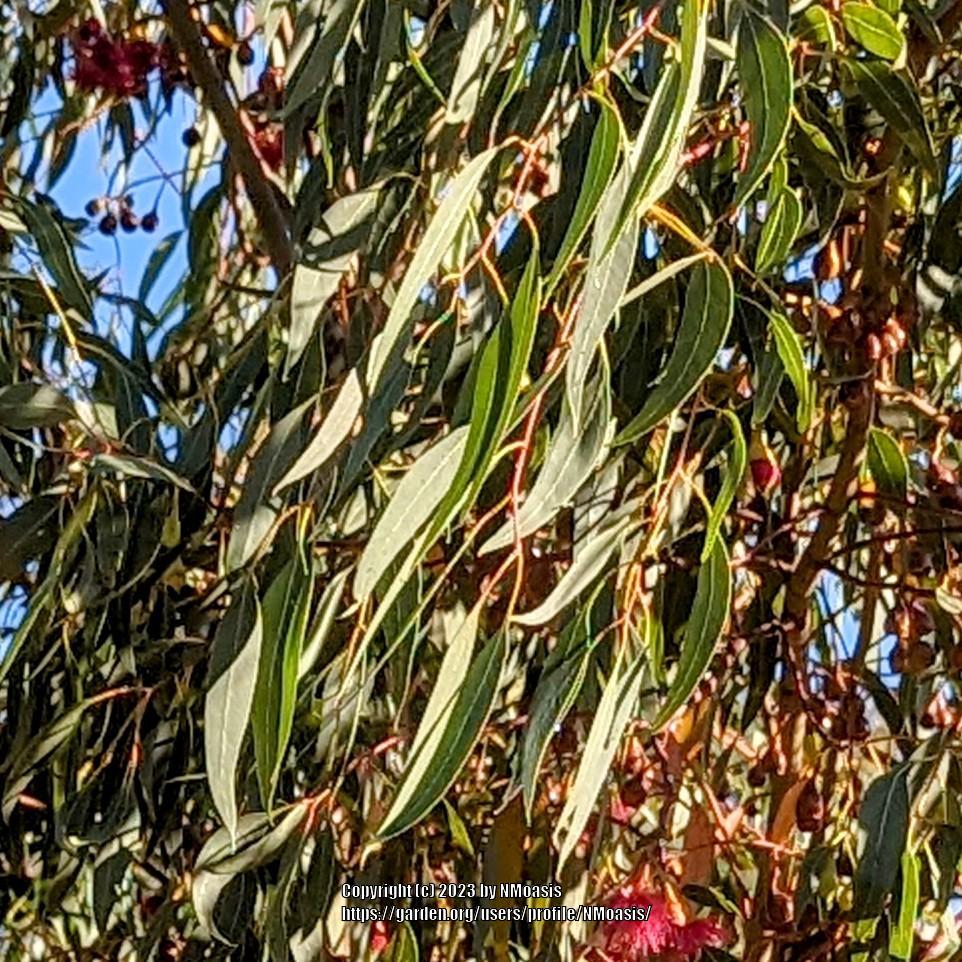 Photo of Western Australian Red-Flowering Gum (Corymbia ficifolia) uploaded by NMoasis