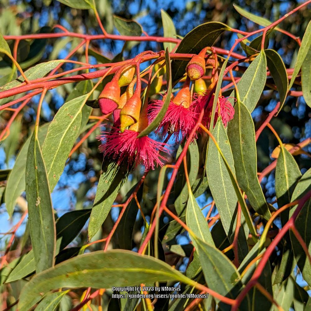 Photo of Western Australian Red-Flowering Gum (Corymbia ficifolia) uploaded by NMoasis