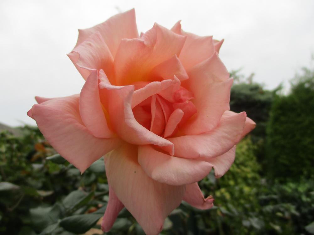 Photo of Climbing Hybrid Tea Rose (Rosa 'Compassion') uploaded by Versicolor