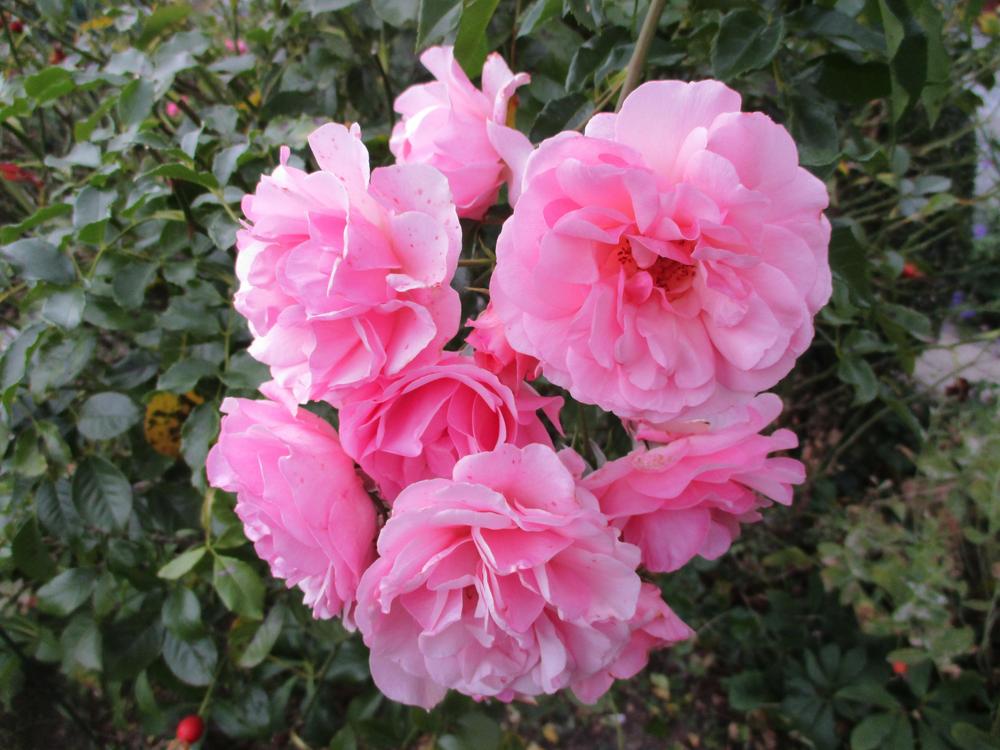 Photo of Shrub Rose (Rosa 'Bonica') uploaded by Versicolor