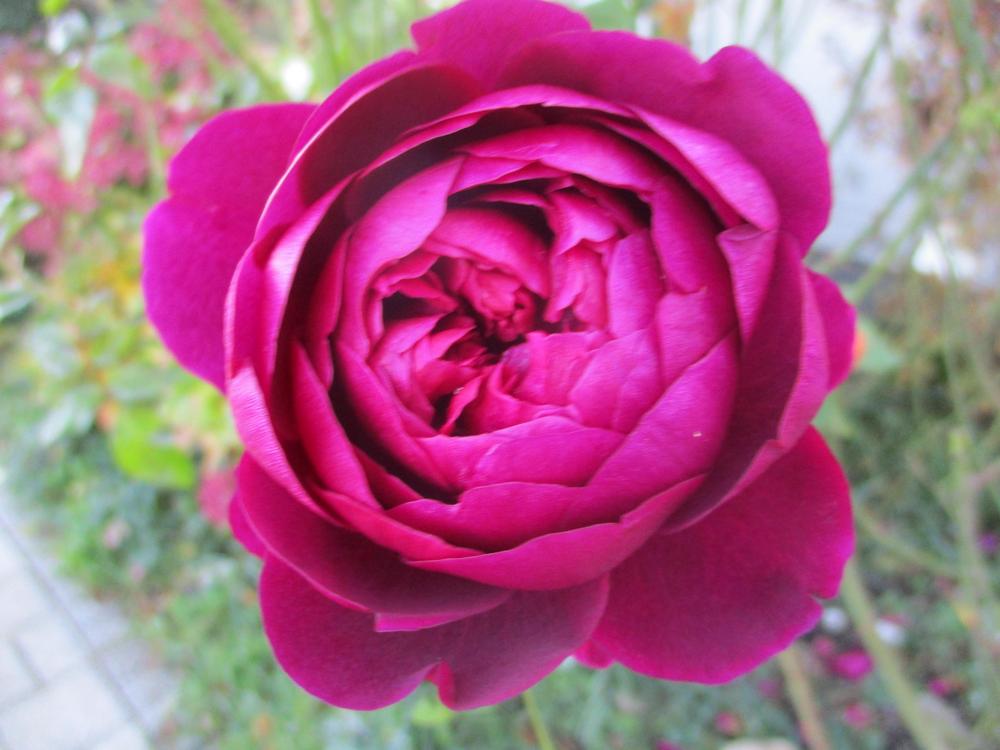Photo of Rose (Rosa 'L. D. Braithwaite') uploaded by Versicolor