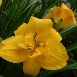 Location: Eagle Bay, New York
Date: 2023-07-05
Daylily (Hemerocallis 'Yellow Bouquet') blooms