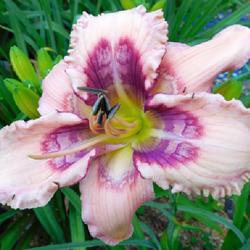 Location: Eagle Bay, New York
Date: 2023-07-15
Daylily (Hemerocallis 'Whale Tails') bloom