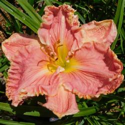 Location: Eagle Bay, New York
Date: 2023-07-16
Daylily (Hemerocallis 'Embellished Pink'), sculpted bloom has gre