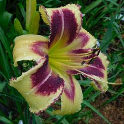 Location: Eagle Bay, New York
Date: 2023-07-16
Daylily (Hemerocallis 'Dimensional Shift') does 'not' bleed in th