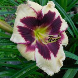Location: Eagle Bay, New York
Date: 2023-07-04
Daylily (Hemerocallis 'Moussaka) blooms early and reblooms right 