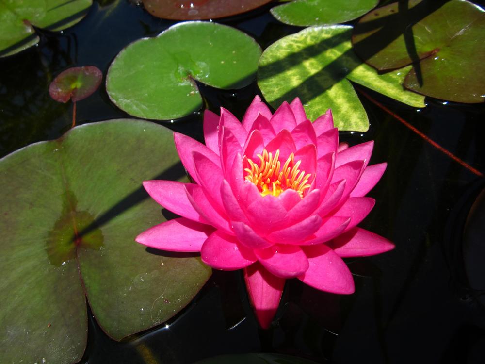 Photo of Hardy Water Lily (Nymphaea 'Pink Ribbon') uploaded by KatsPlantsTX