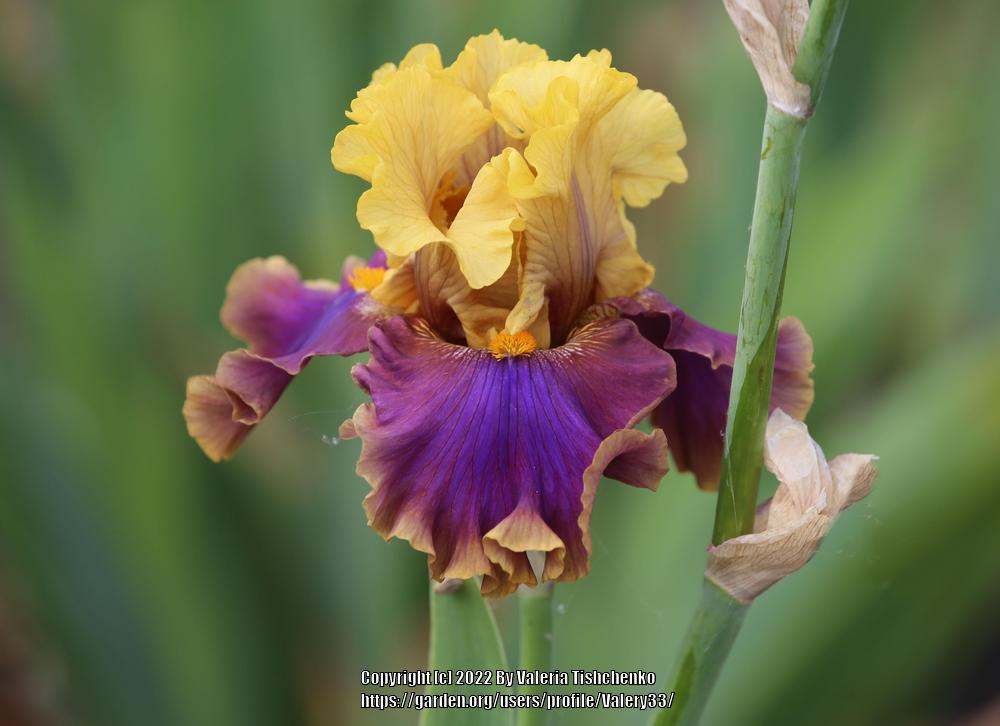 Photo of Tall Bearded Iris (Iris 'Jazz Club') uploaded by Valery33