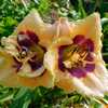 Daylily (Hemerocallis 'Exotic Etching') up close