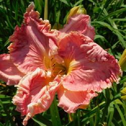 Location: Eagle Bay, New York
Date: 2023-07-19
Daylily (Hemerocallis 'Embellished Pink') up close, nice scupltin