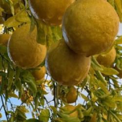 Location: FIL’s garden, Florida
Date: 2023-11-11
These are “huge” juiciest lemon…harvested a whole box.