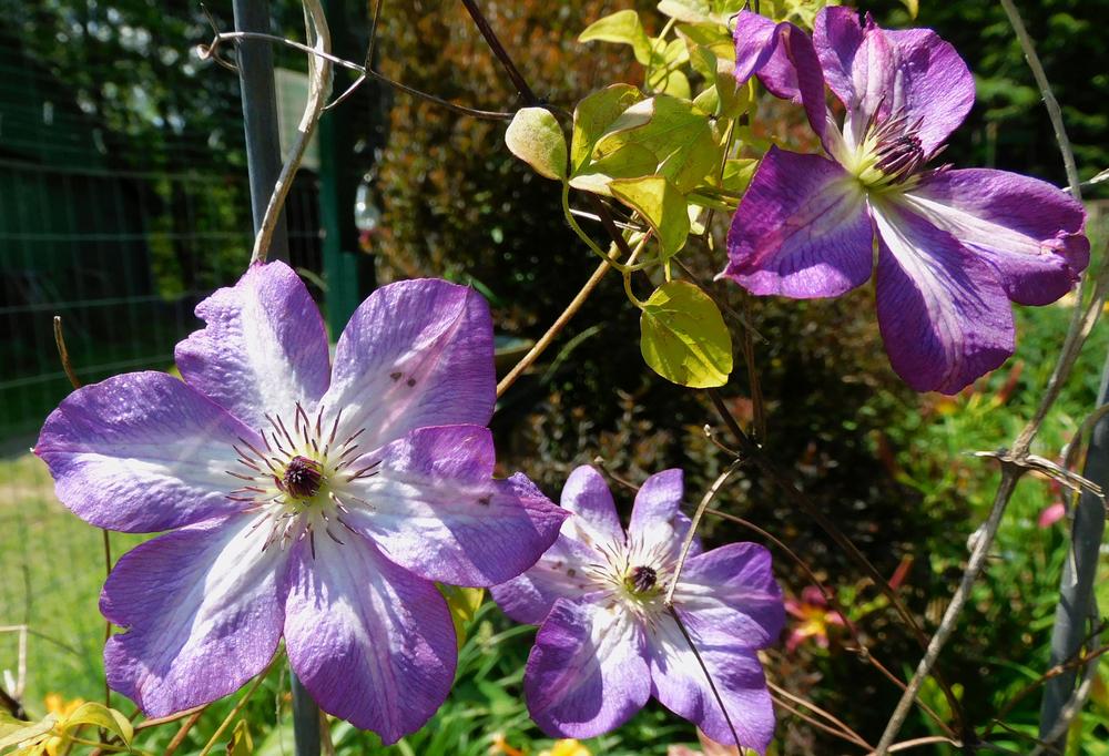Photo of Clematis (Clematis viticella 'Venosa Violacea') uploaded by adknative