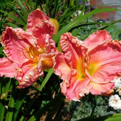 Location: Eagle Bay, New York
Date: 2023-07-23
Daylily (Hemerocallis 'Embellished Pink') large 7-inch blooms do 