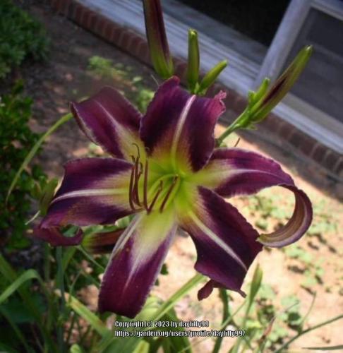 Thumb of 2023-11-11/daylilly99/128862