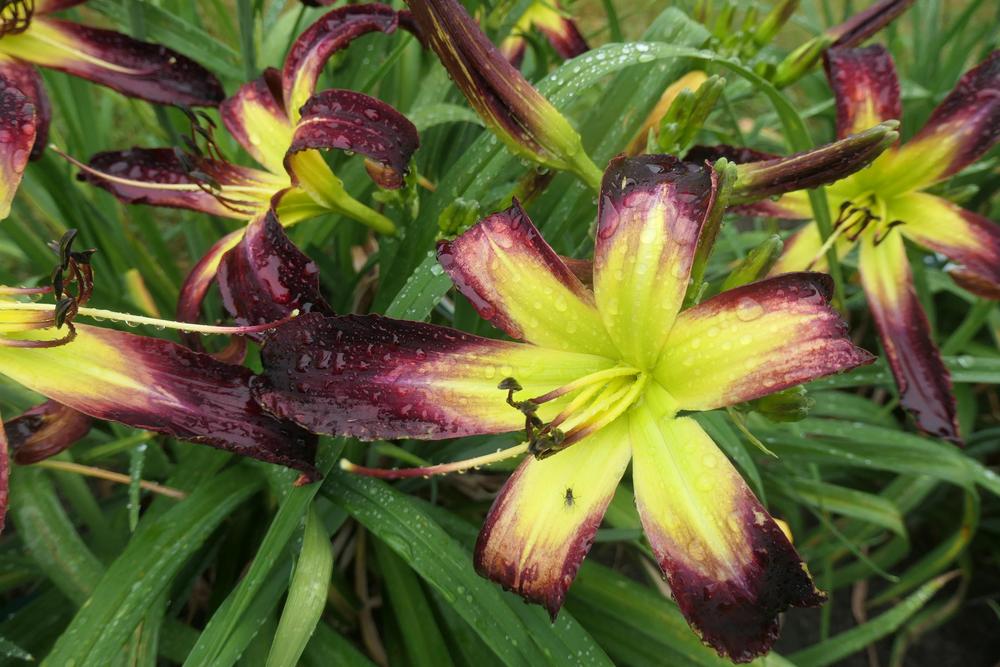 Photo of Daylily (Hemerocallis 'Aliens in the Garden') uploaded by Caruso